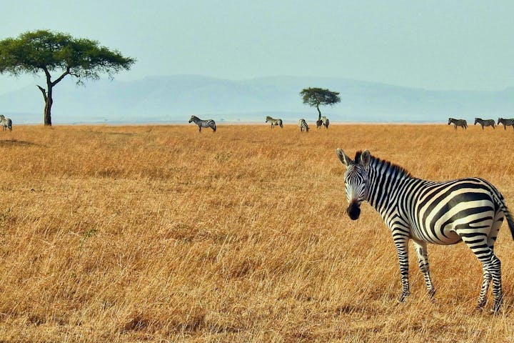 Afrique